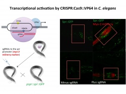 Transcriptional activation by CRISPR:Cas9::VP64 in C. elegans