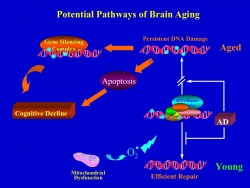 Potential Pathways of Brain Aging
