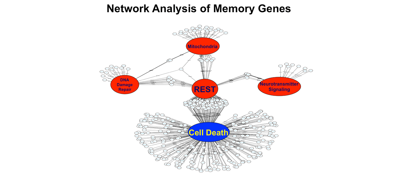 Network Analysis of Memory Genes