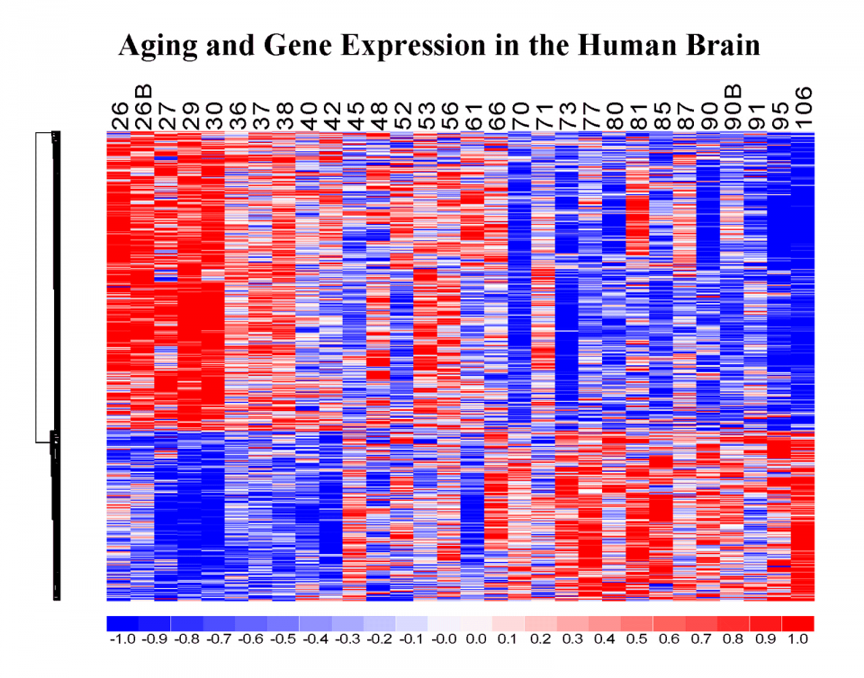 Aging and Gene Expression in the Human Brain