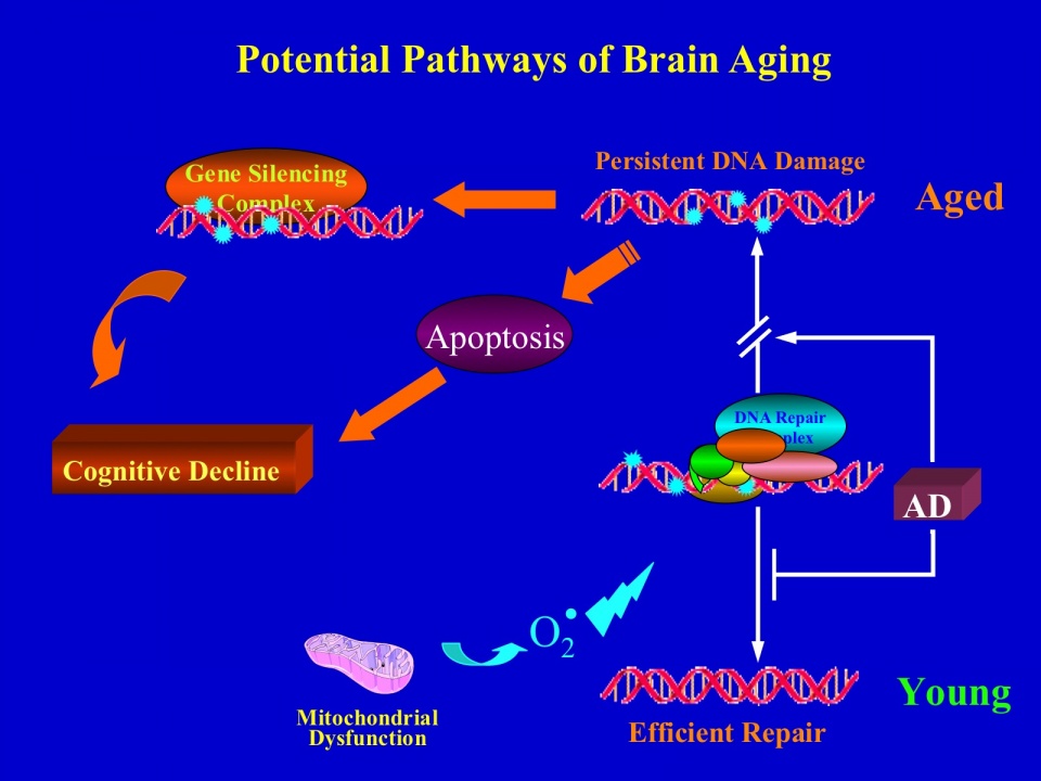 Potential Pathways of Brain Aging