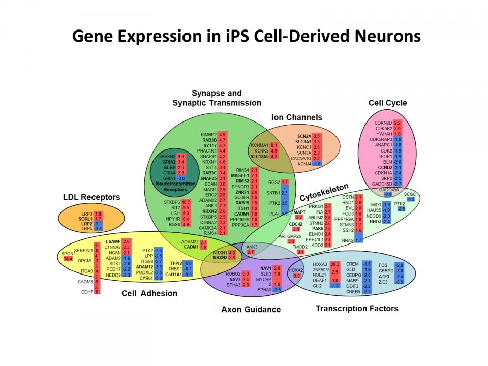 Gene Expression in iPS Cell-Derived Neurons